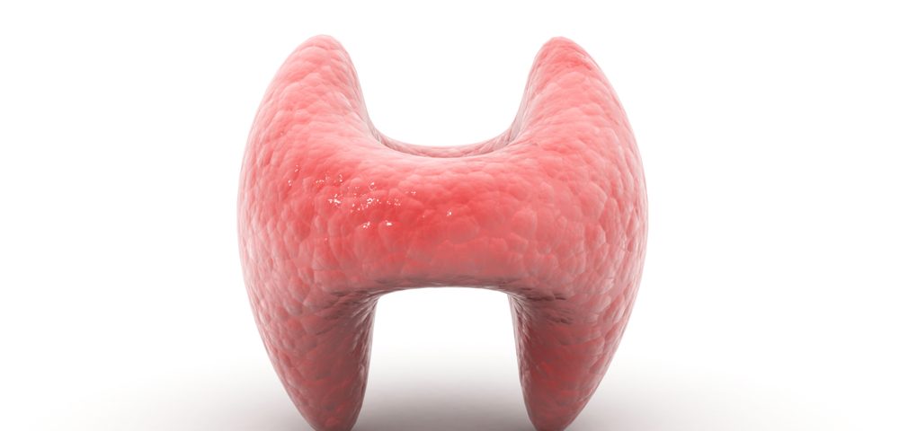 thyroid hormone