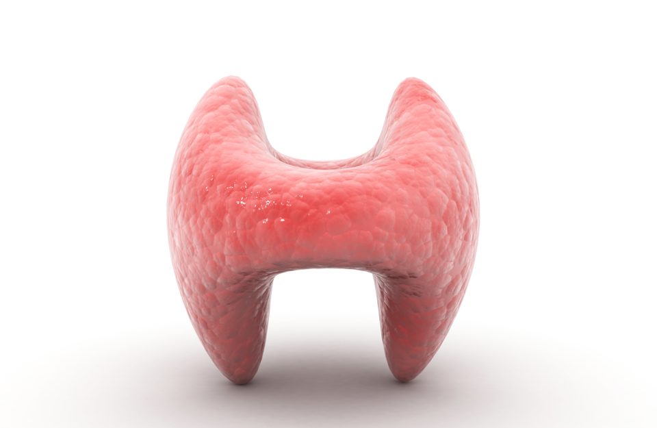 thyroid hormone