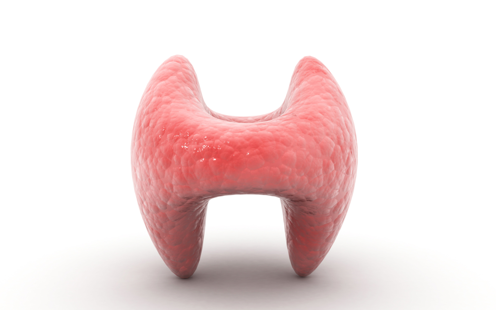 thyroid hormone