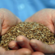 resistant starch