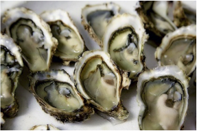 food-oysters
