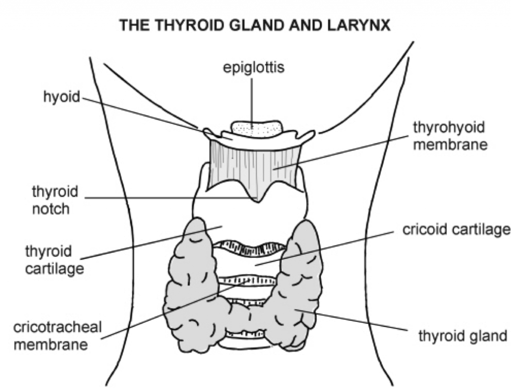 thyroid health