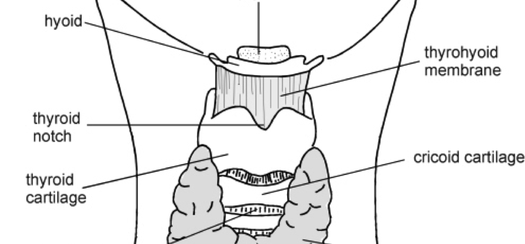 thyroid health