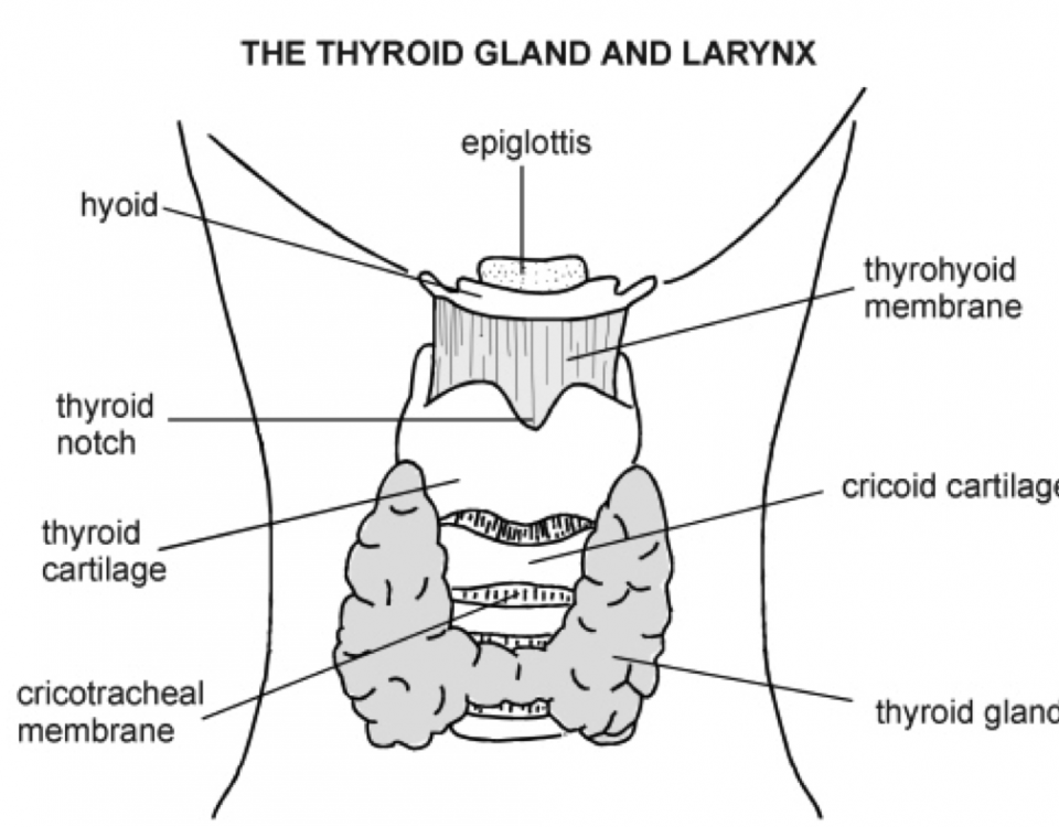 thyroid health