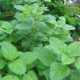 adrenal herbs