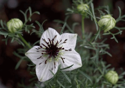 nigella