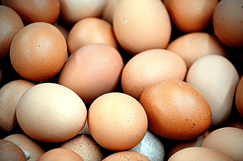 eggs