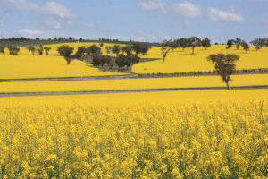 canola oil