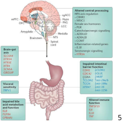 ibs