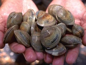 clams