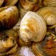clams