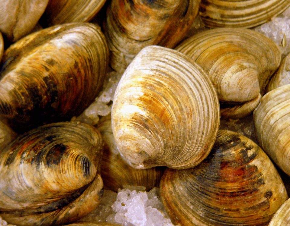 clams