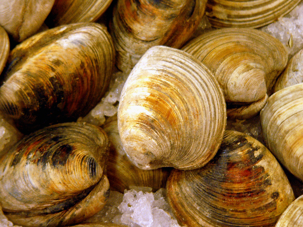 clams