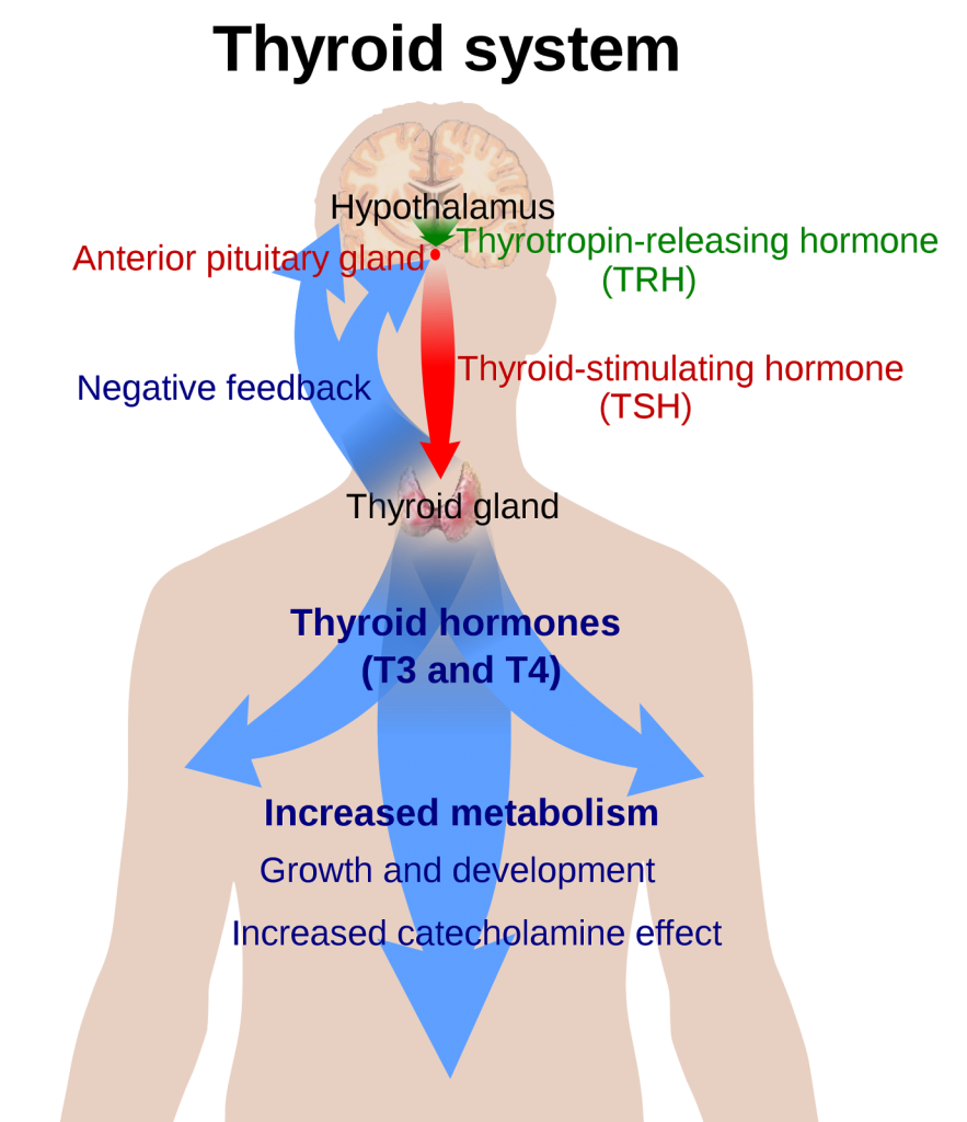 Natural Desiccated Thyroid